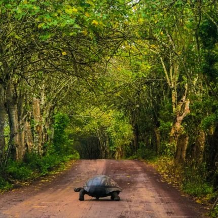 5 Tage Galapagos Island Hopping (Santa Cruz)
