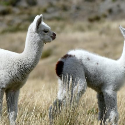 2 Wochen Ecuador Highlights Rundreise