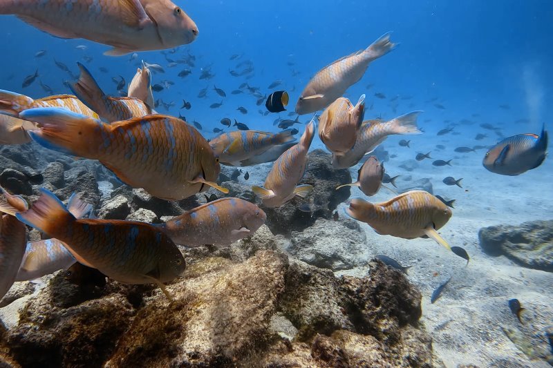 Galapagos Tauchen