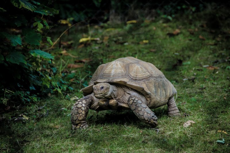 Ecuador Tiere