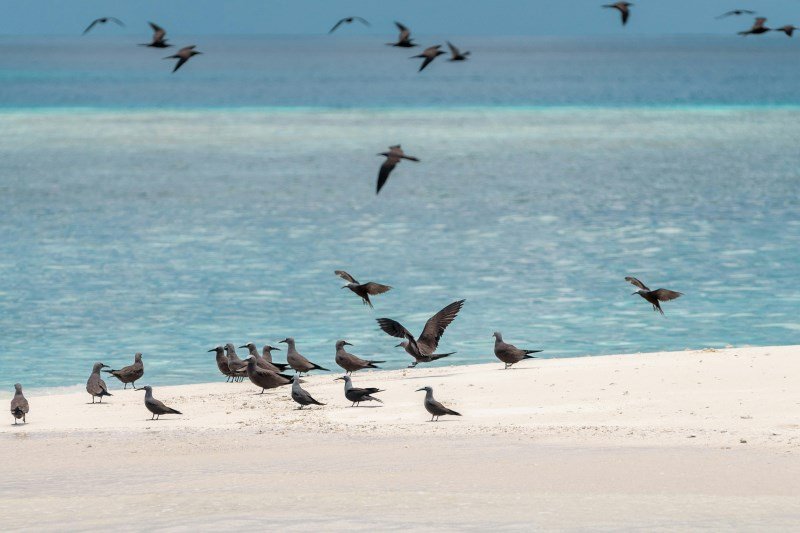 Beste Galapagos Reisezeit