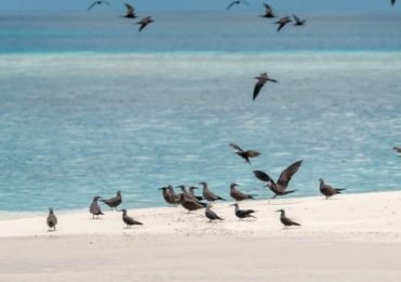 Tierwelt bei einem Galapagos Cruise